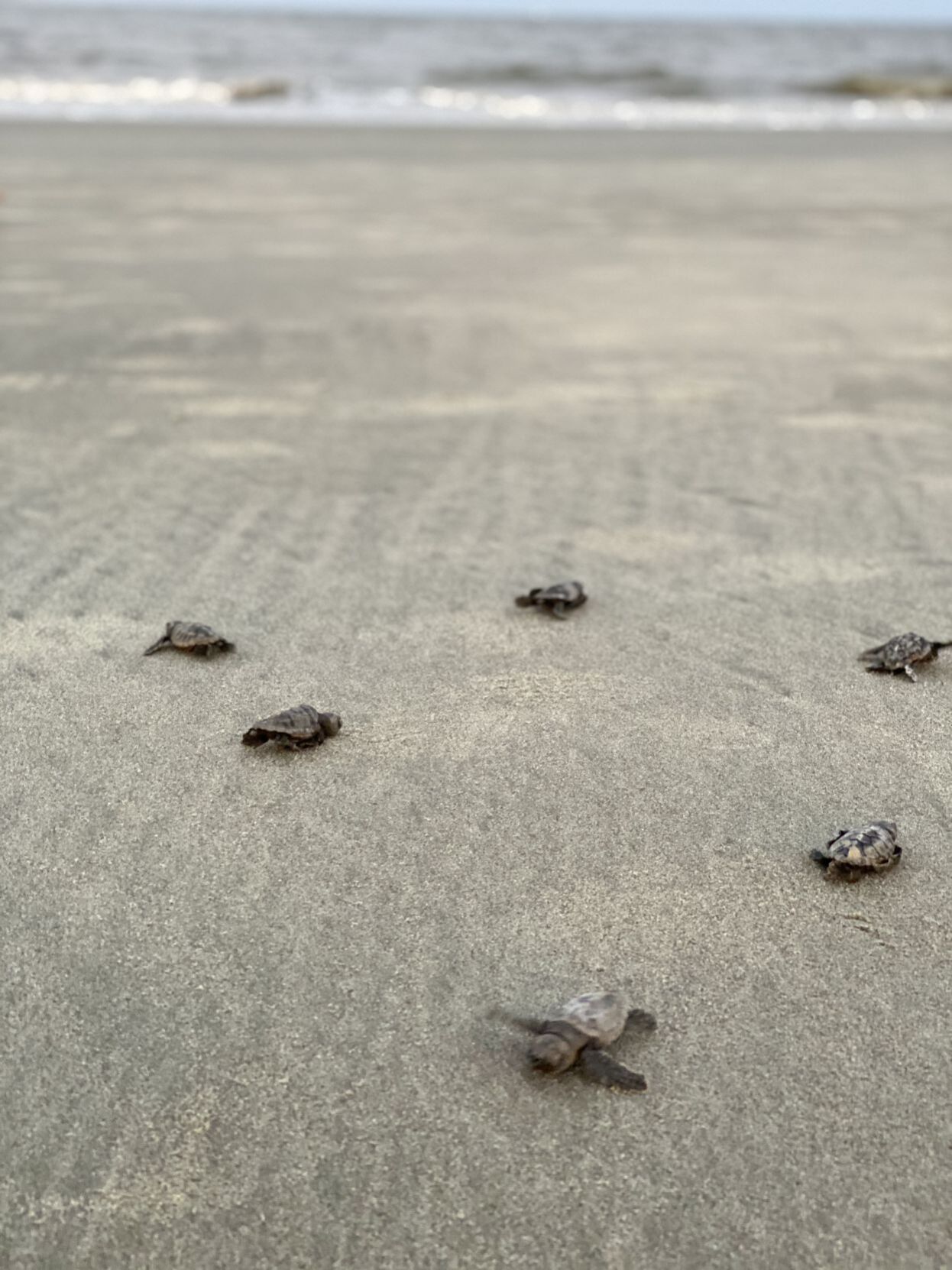 Turtle team